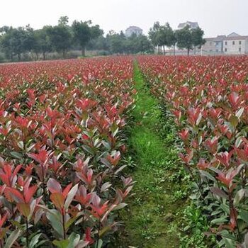 价格:品牌:兵心依旧红叶石楠苗基地,平顶山红叶石楠苗,红叶石楠苗苗木